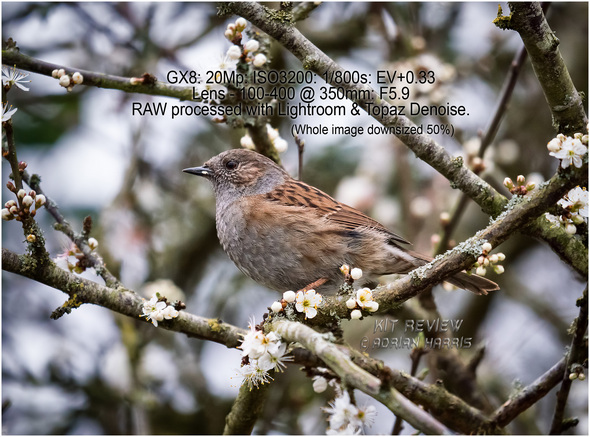 Click for larger photo