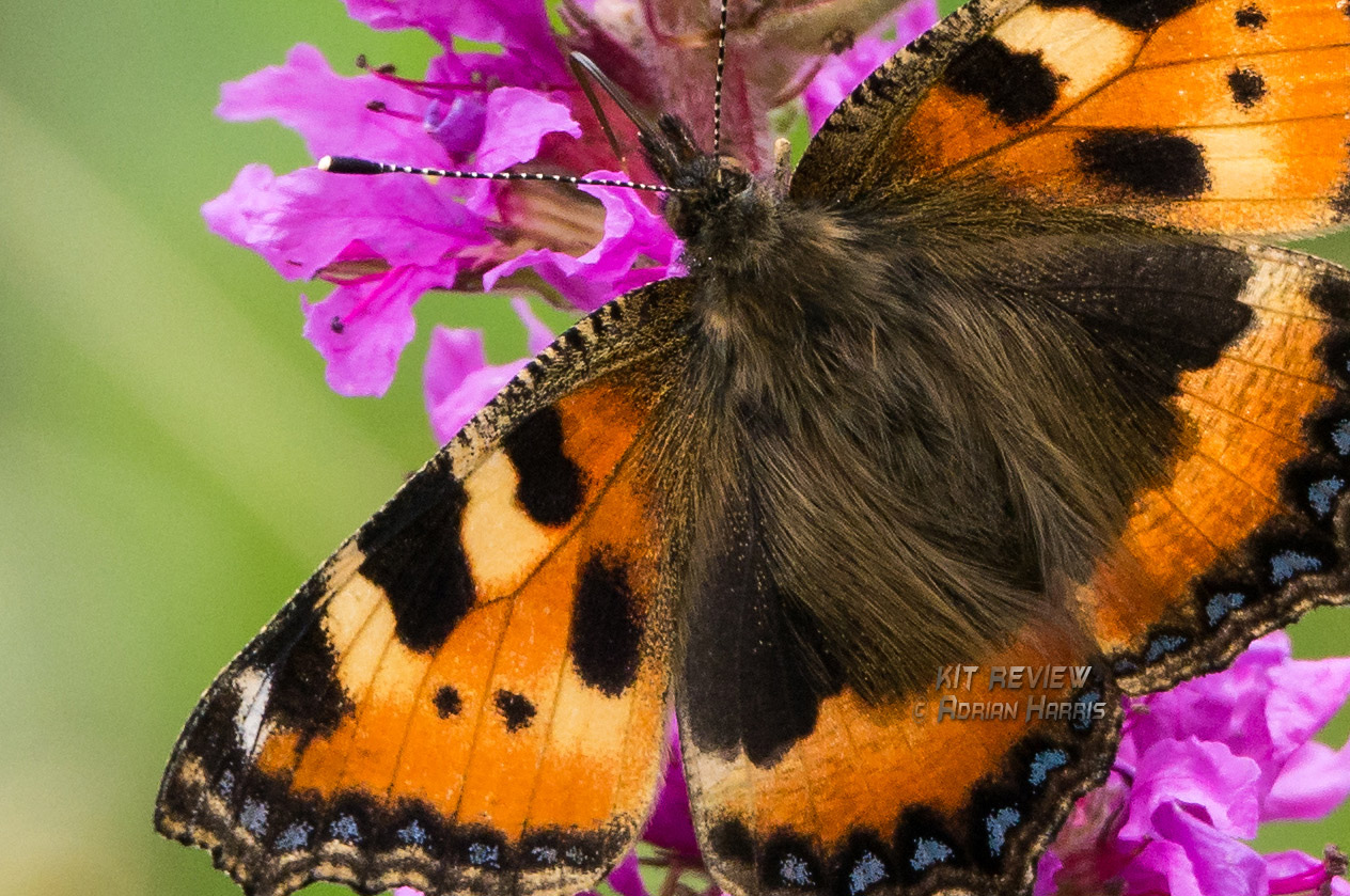 Click to view full size.