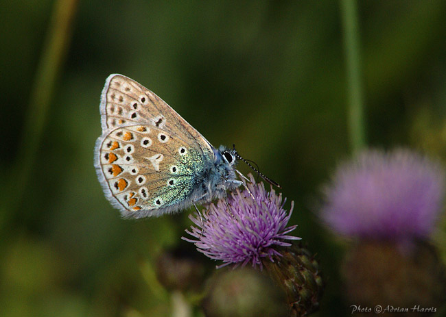 11aug07_newquaybutfly_common_blue07199crp1_900