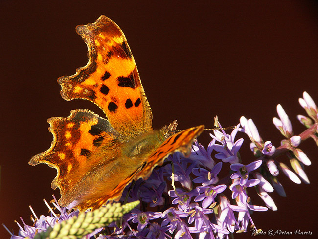 comma_butfy_5oct07_hm_7904_crp1_900te