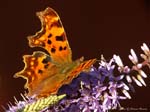 comma_butfy_5oct07_hm_7904_crp1_900te