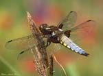 dragonfly_15jun06_1117crp1_900te