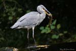 heron_teign_riv_above_fingle_1nov07_09203_m900te